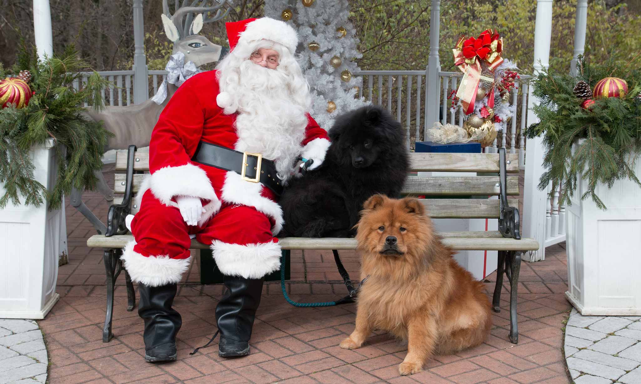 HoliDOG Pictures with Santa